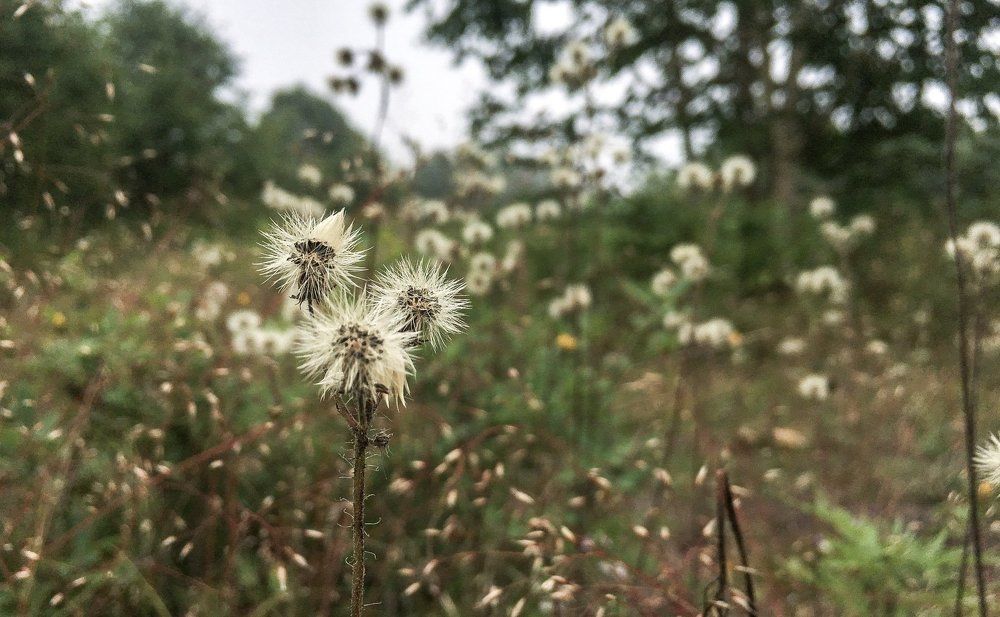 Пушистики на полянке