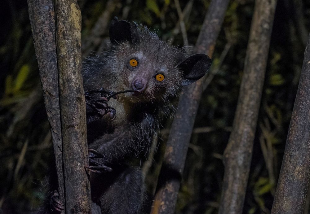 ПРИВЕТ-Я РУКАНОЖКА!