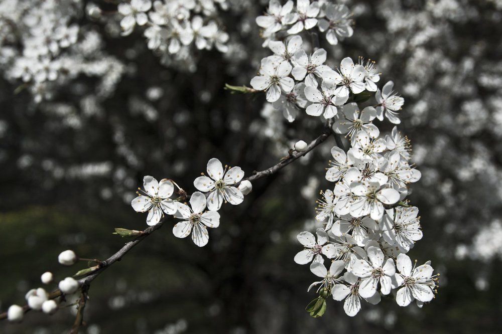 Белая весна.