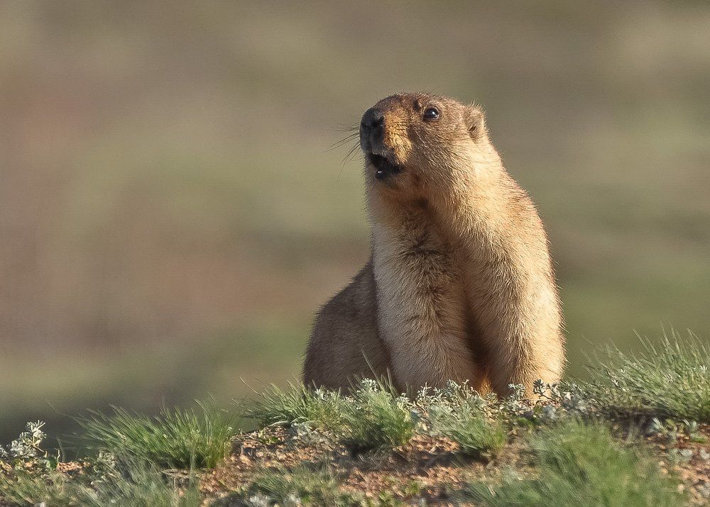 Хозяин   степей