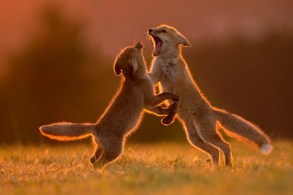 Playing (Foxtail)