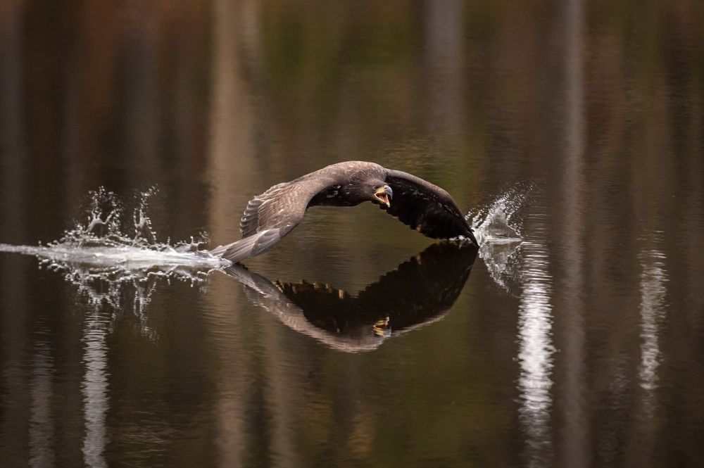 Touches... (sey Eagle)