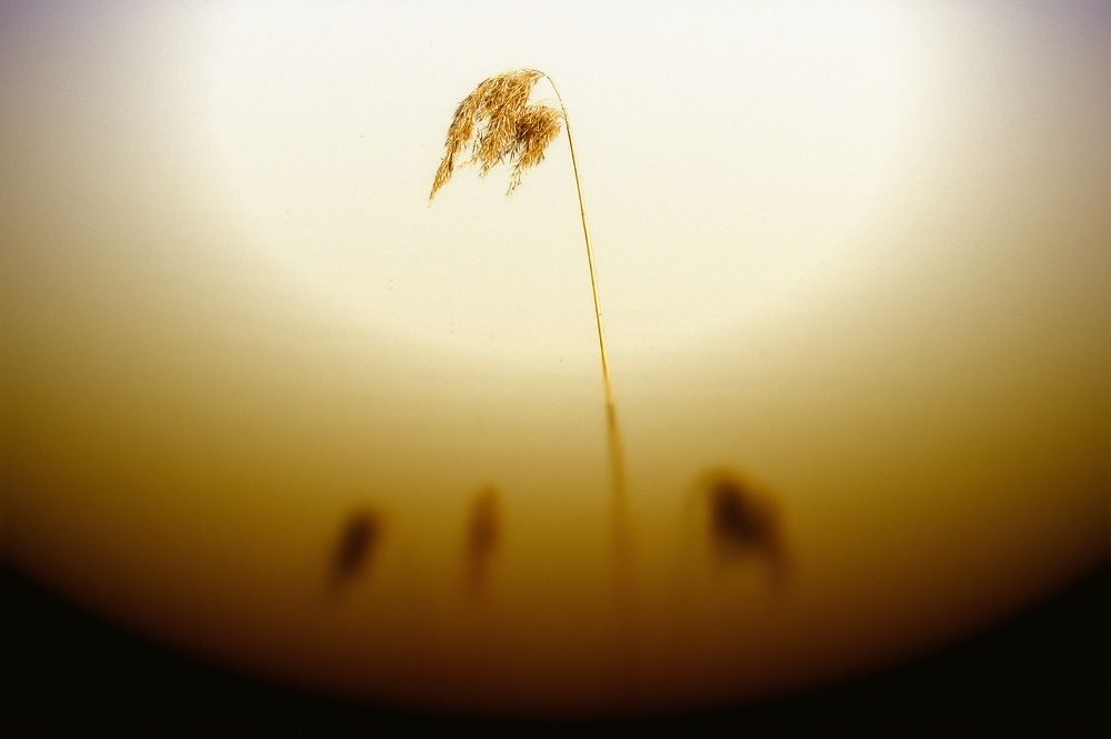 Тяга к свету