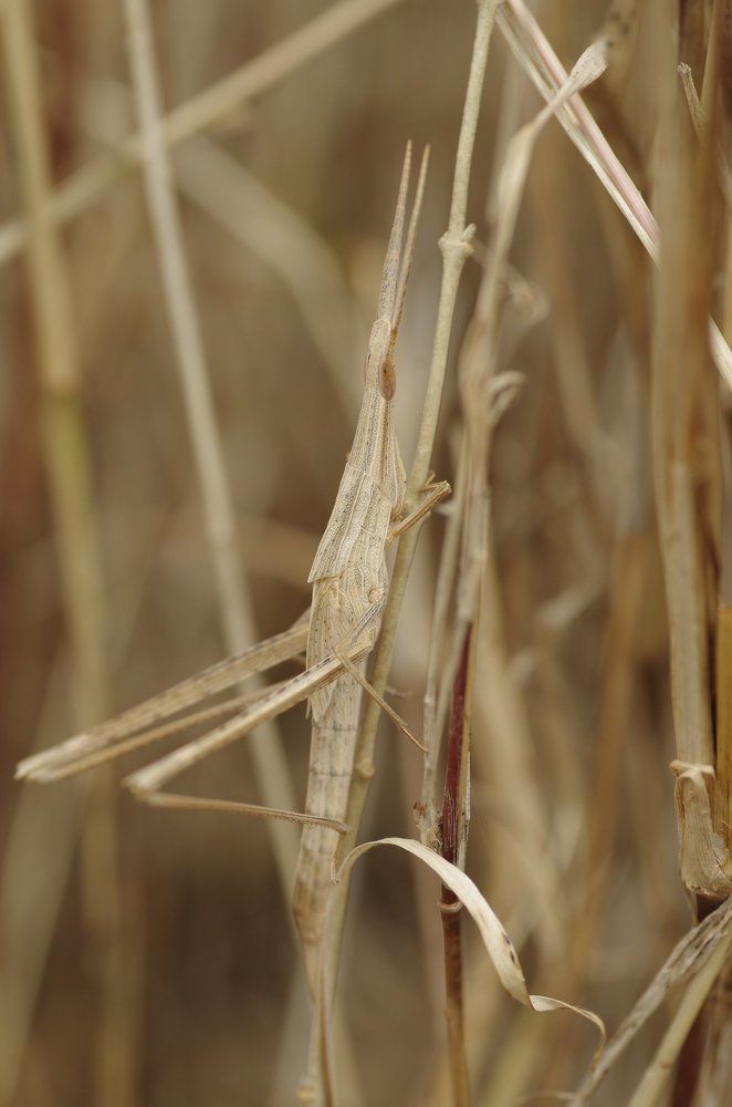 Великолепная маскировка