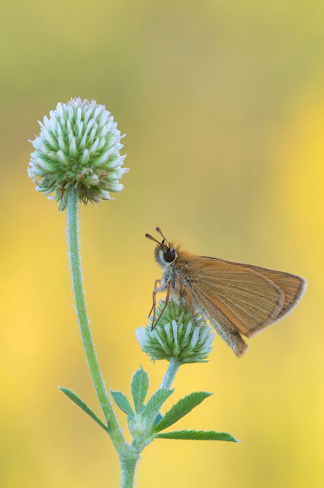 Про рыжего лисенка.