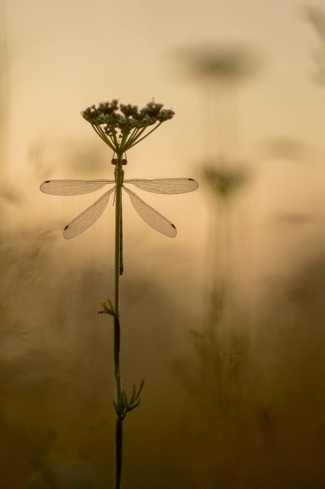 Утро стрекозиное.