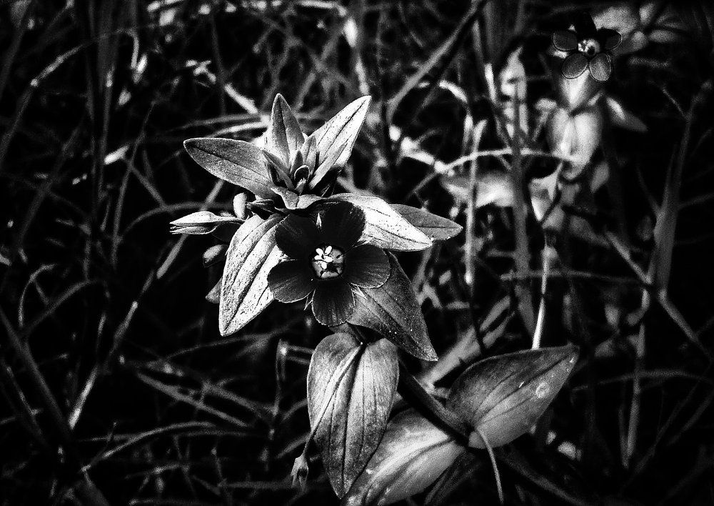 flower