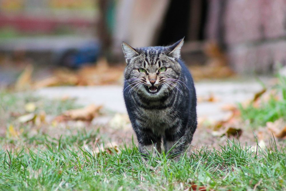 Радость встречи