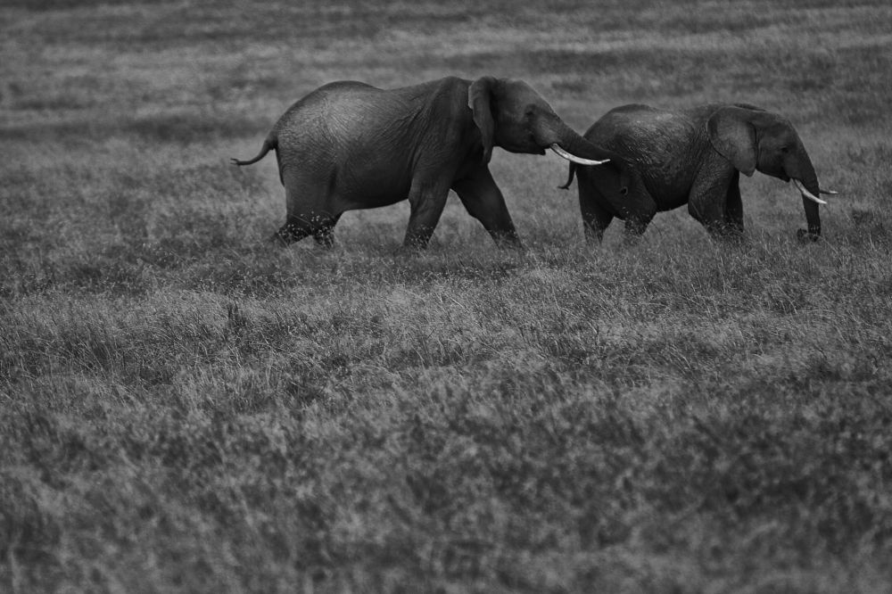 A Walk into the wild