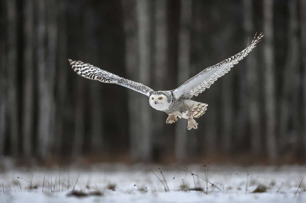 I'm flying (Snowy owl)