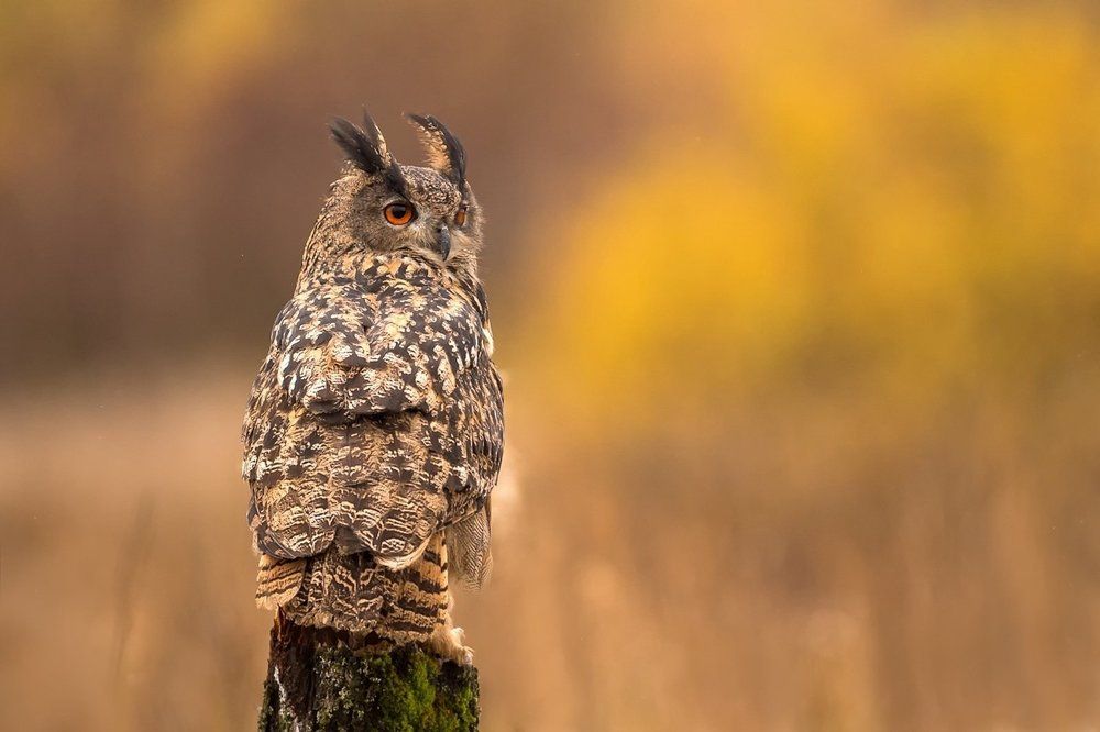 ...is there anyon (Bubo bubo)