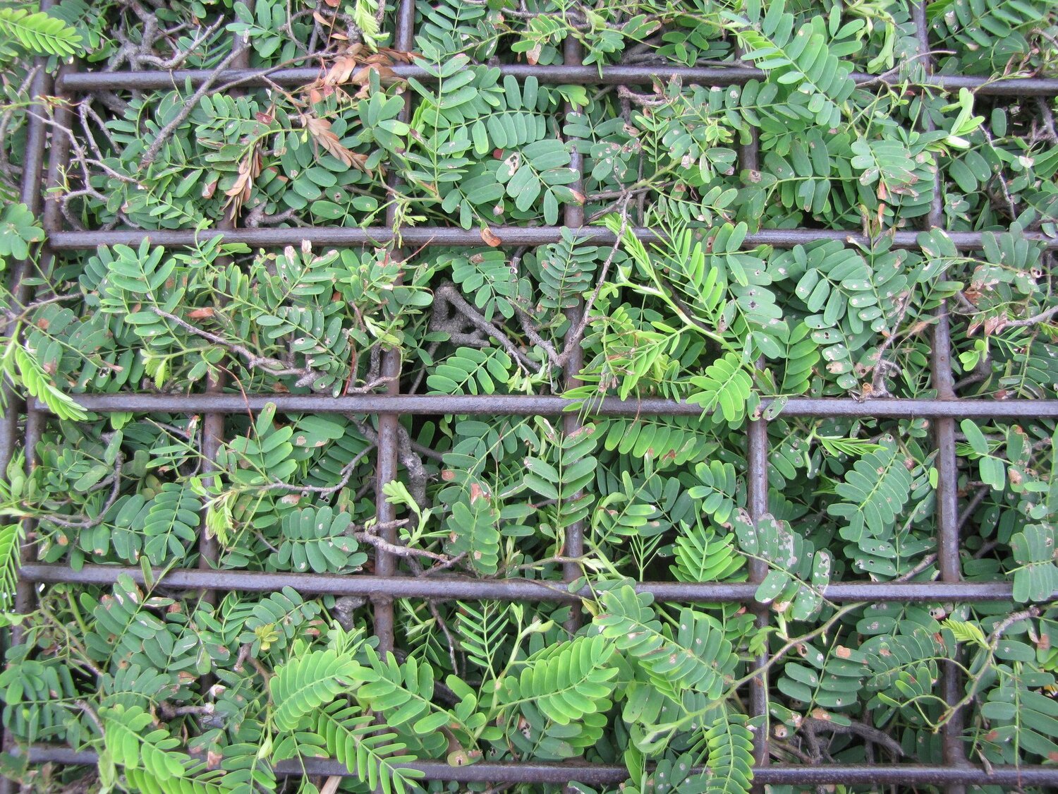 Grow green
