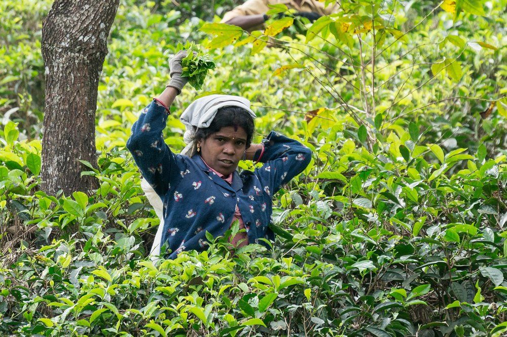 Сборщица чая