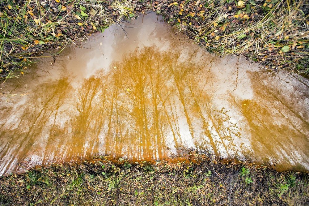 Сказки леса