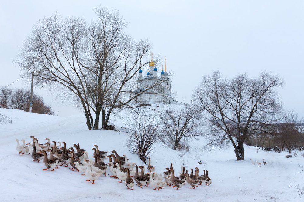 Гусиные истории