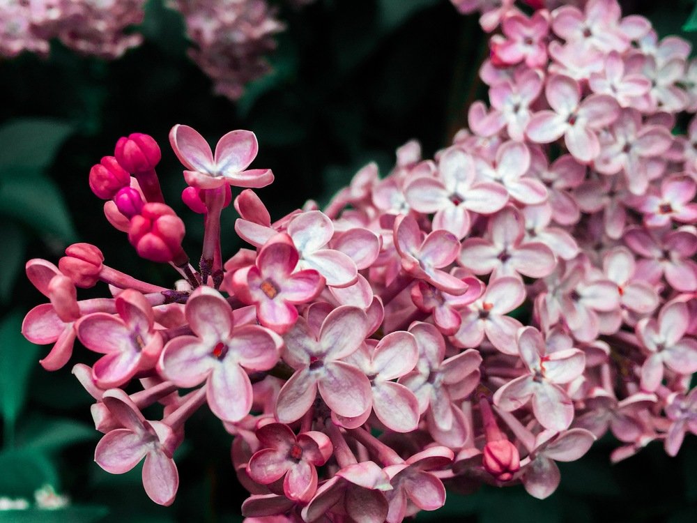 Дыхание жизни