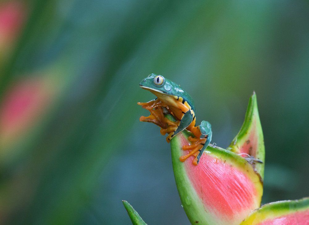 Лягушки Коста Рики