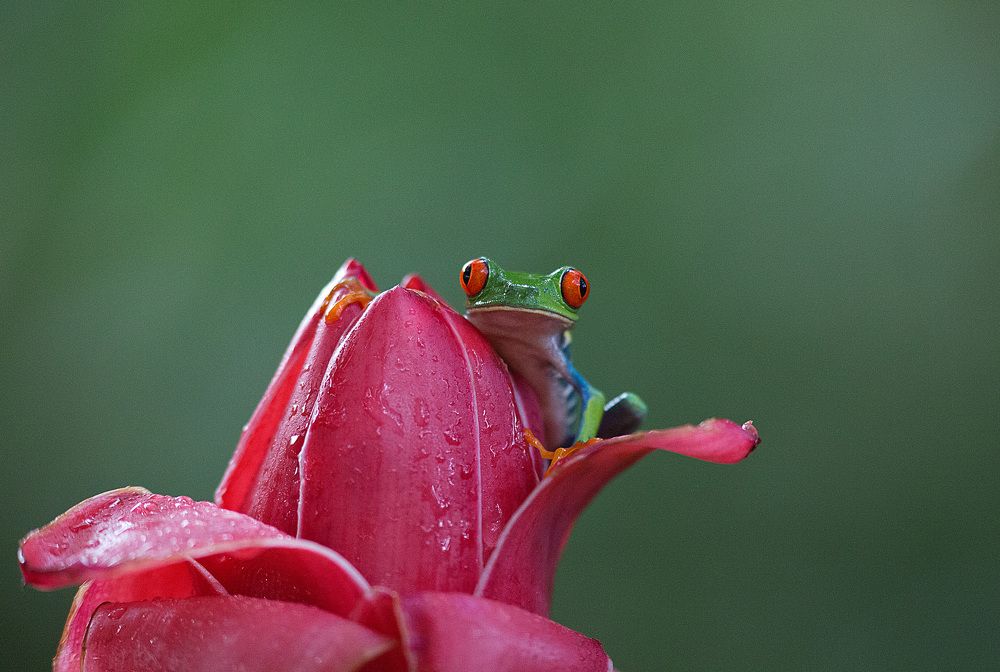 Красноглазая квакша - символ Коста Рики