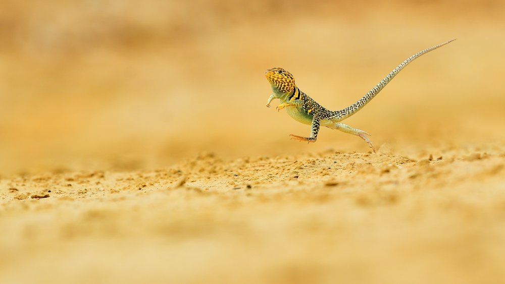 Running lizard