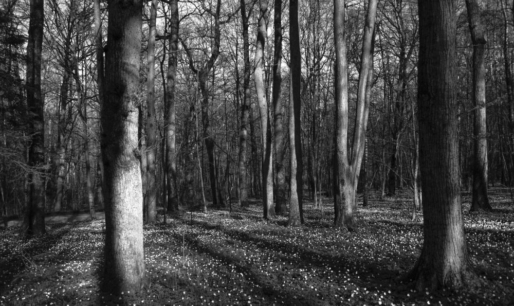 Photograph by Ирина Лапшина