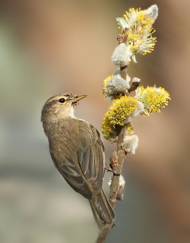 Весенний этюд