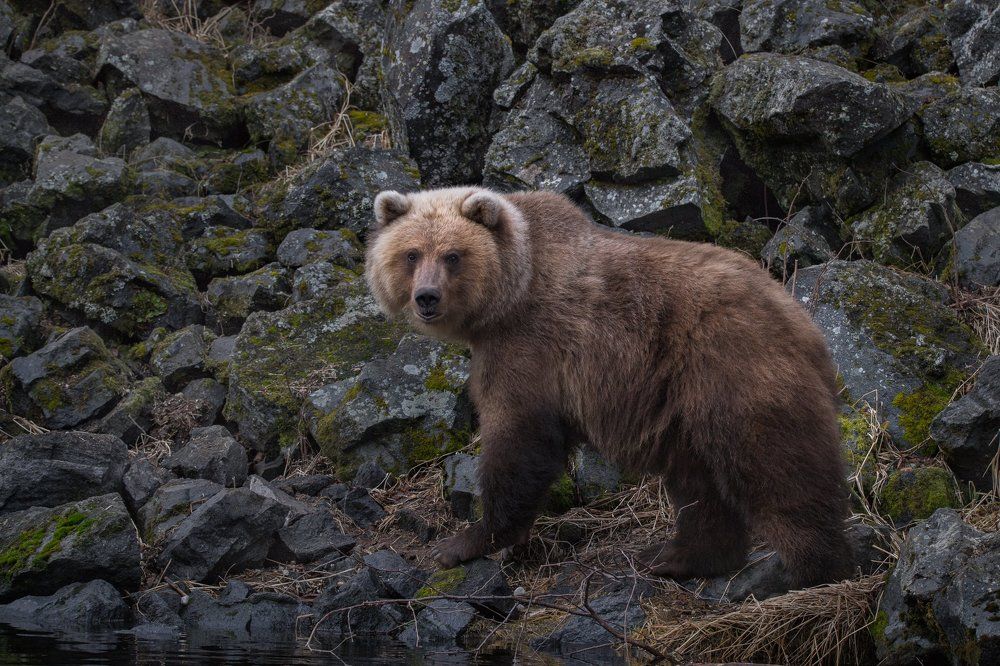 Бурый, но не очень