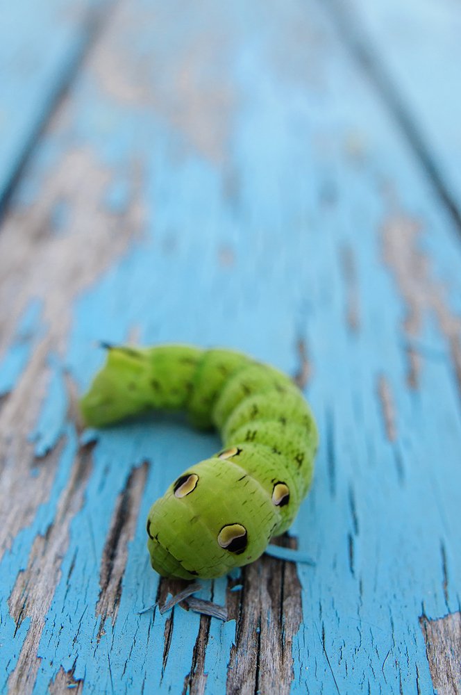 Инопланетянин