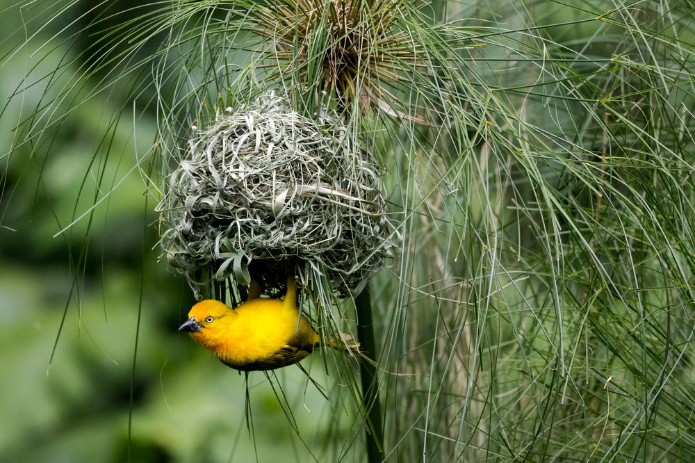 Архитектор