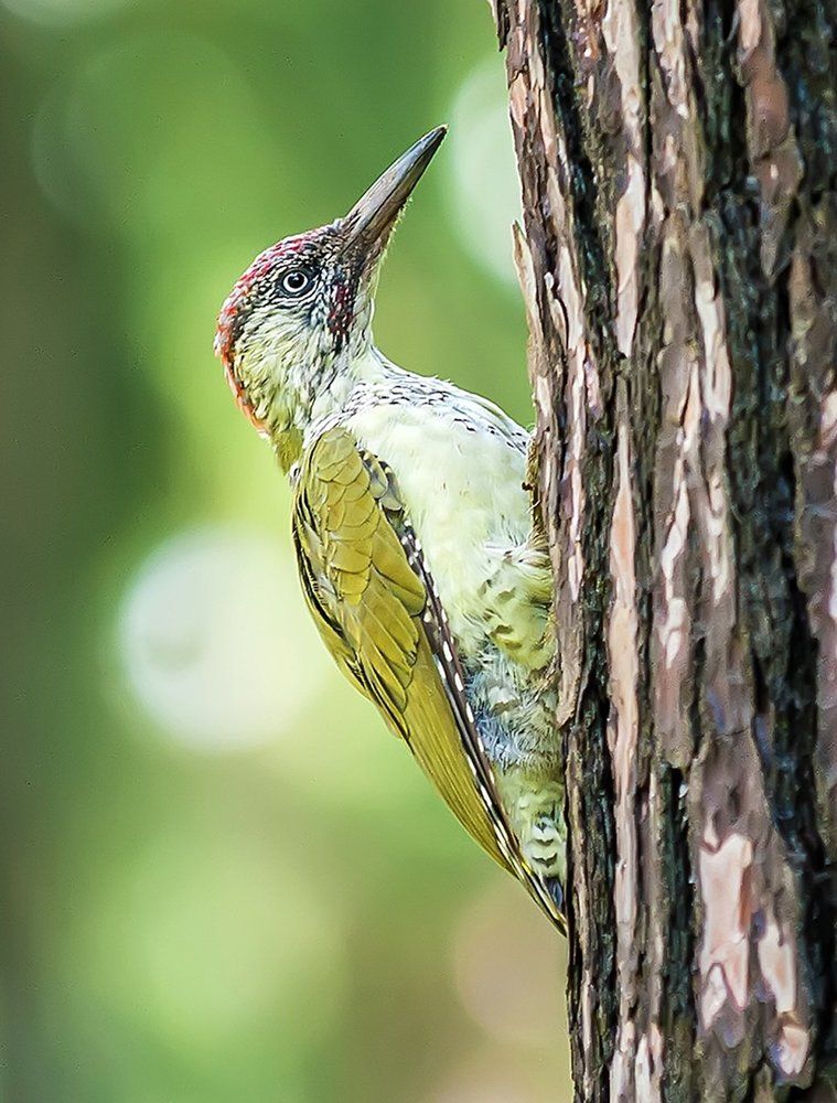 Зеленый дятел