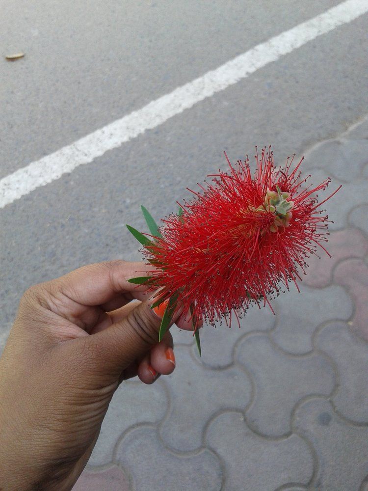 The flower