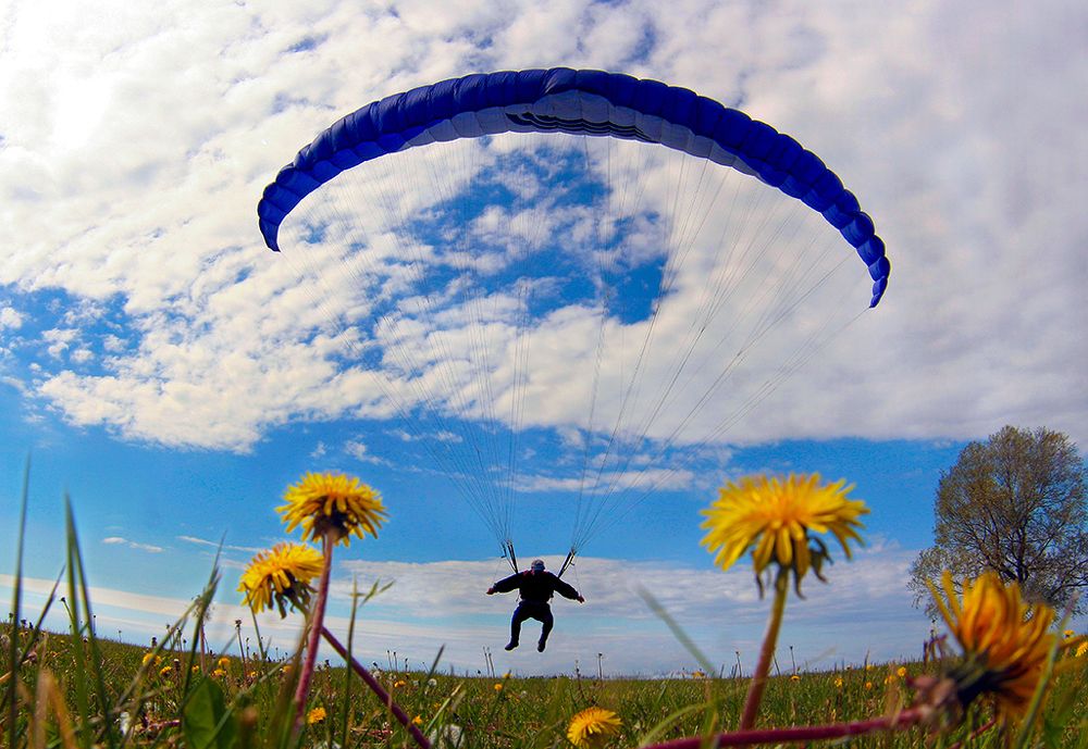 одуванчики