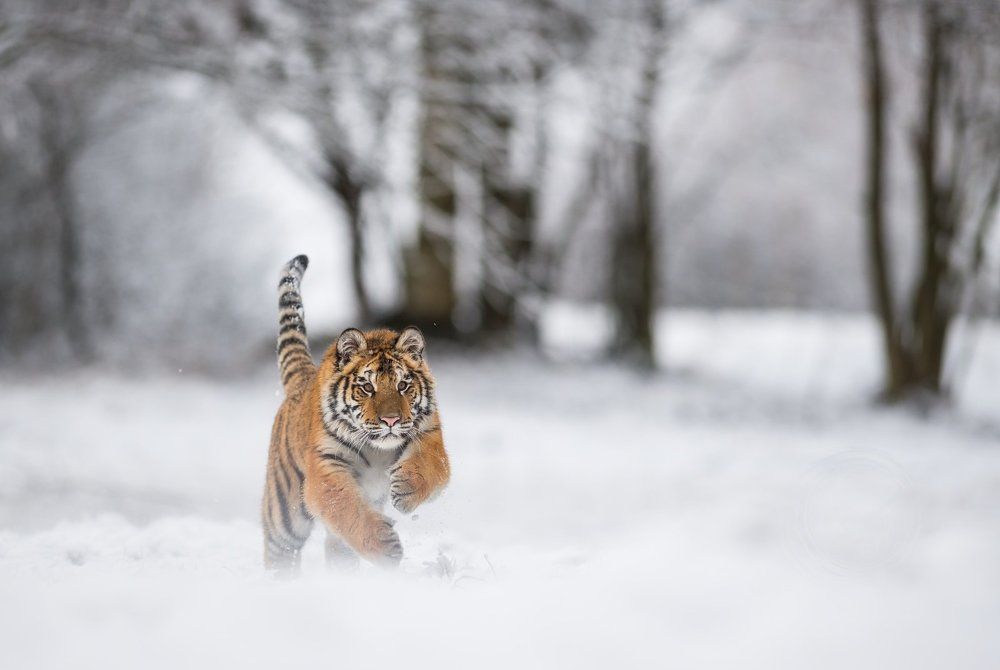 a tyger (Ussurian)