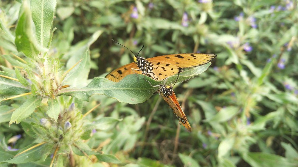Butterflys