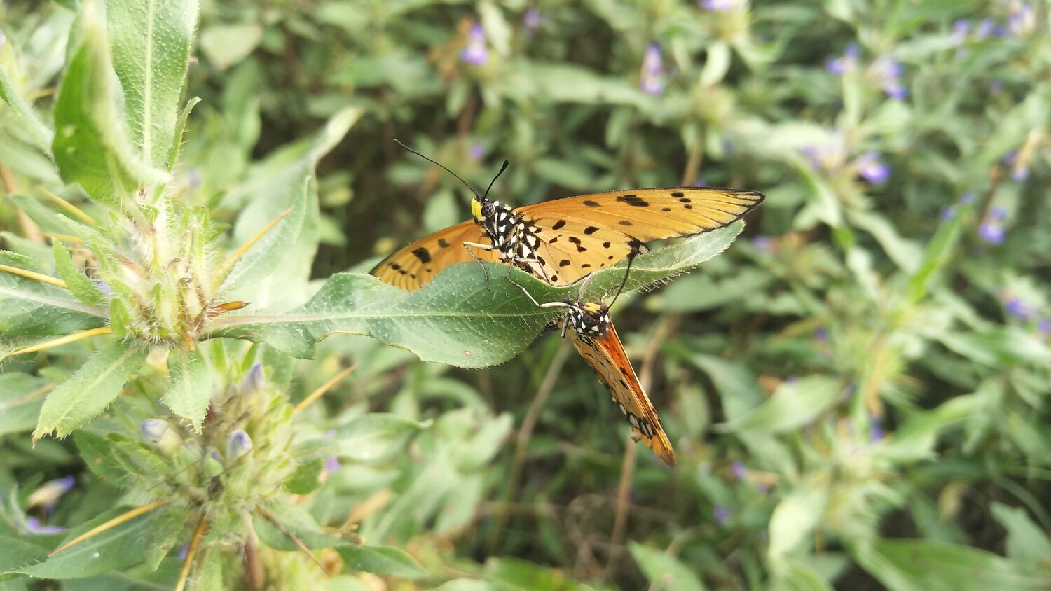 Butterflys