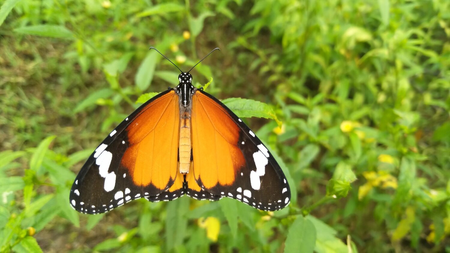 Close up view of butterfly
