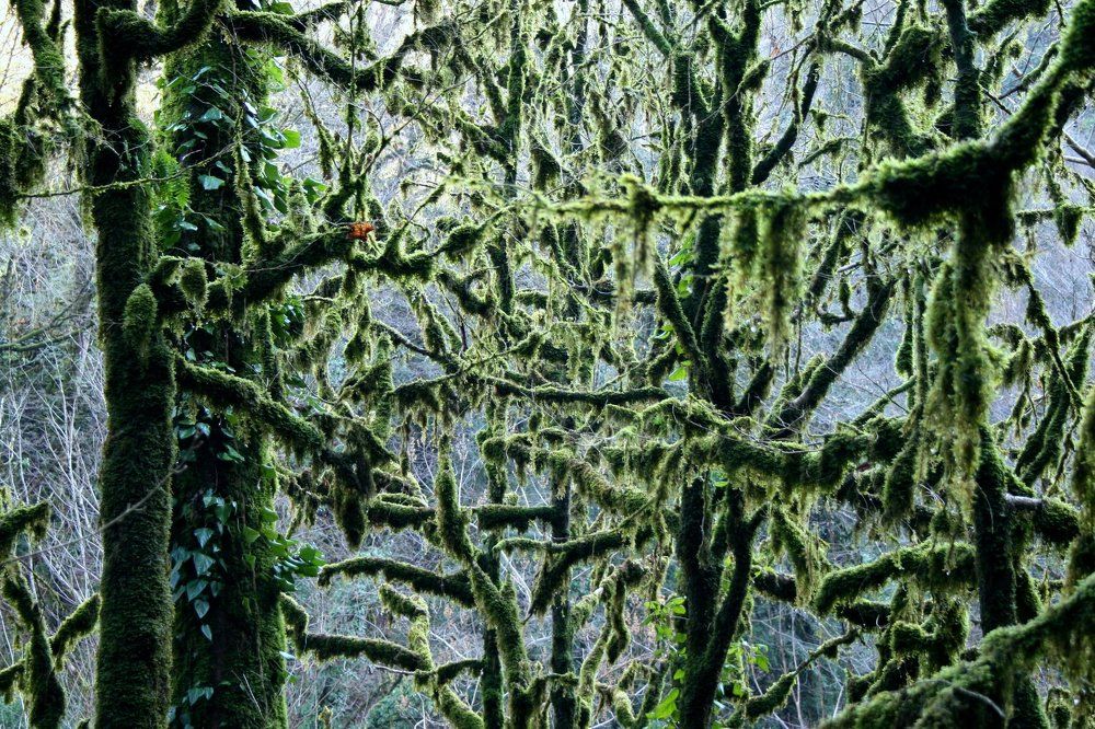 Forest Moods