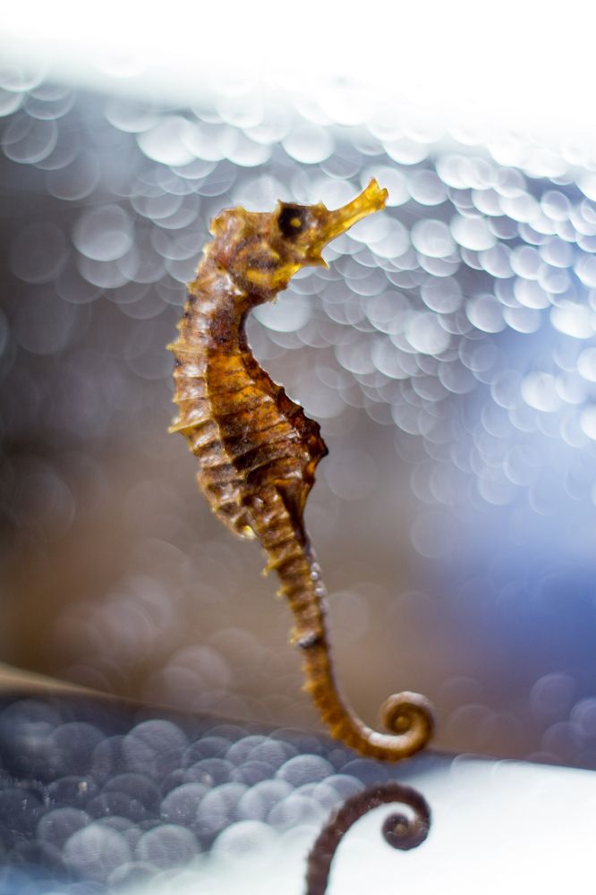 Морской конёк