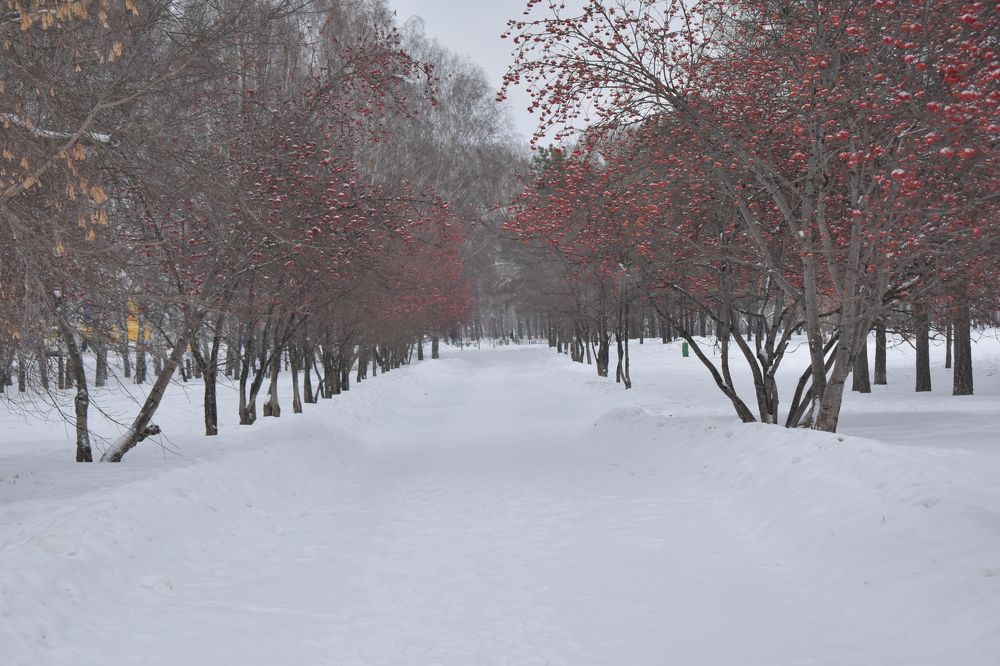 Рябиновая аллея