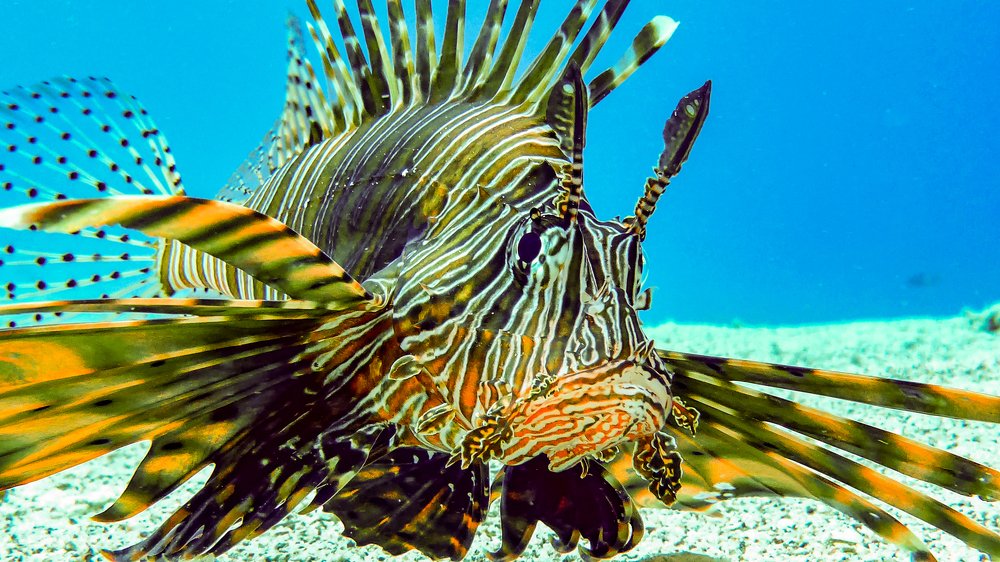 Lionfish