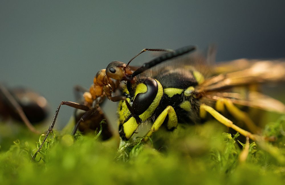 Вкусный обед