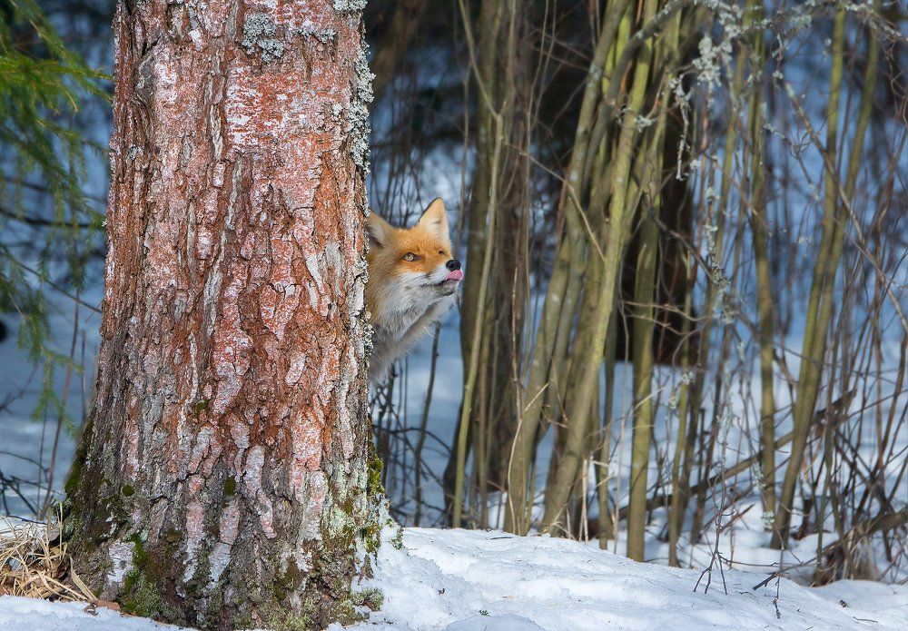 Видит око, да зуб неймет.