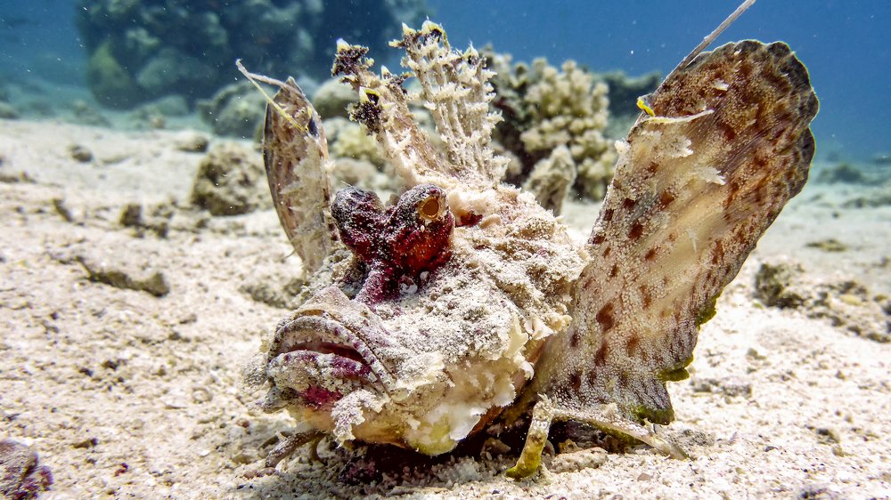 The Most venomous fish