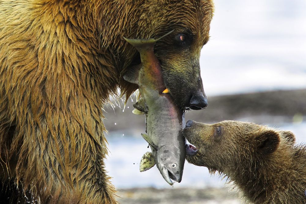 Mother Bear, Cub and fish.