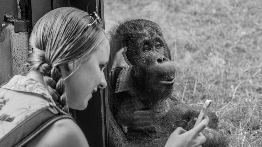 В зоопарке...