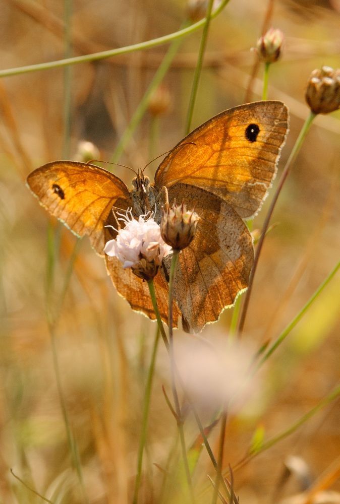 Цветочное приземление