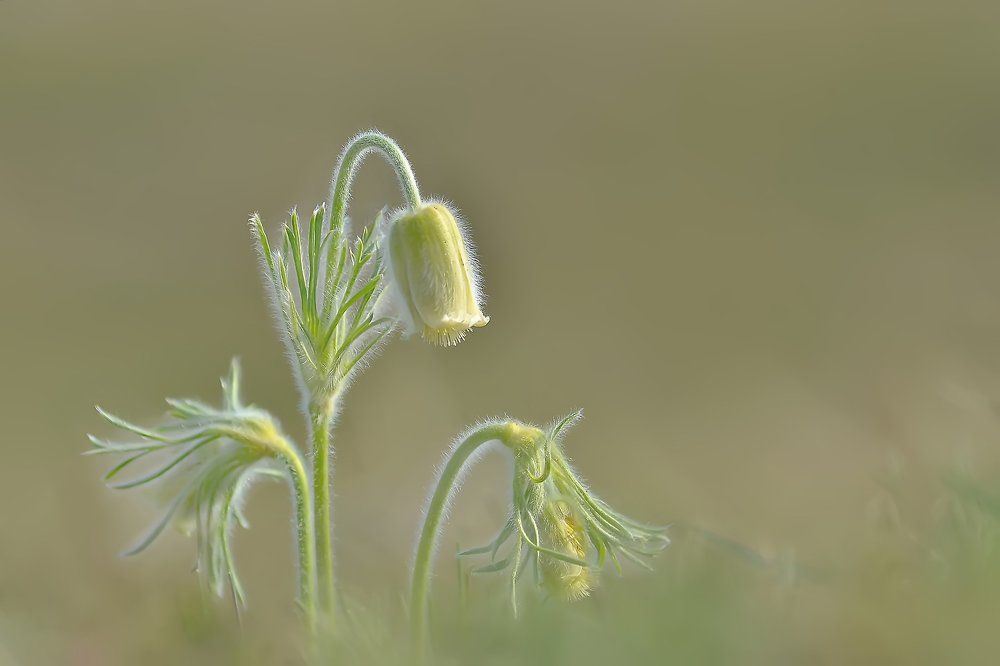 Sárga .