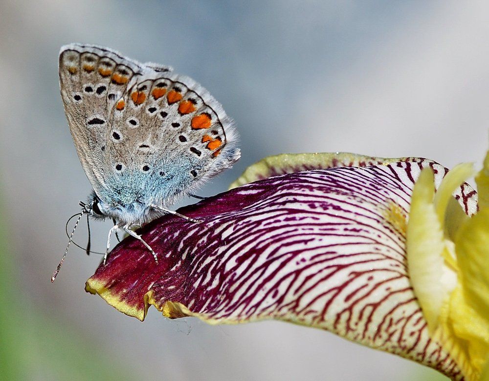 Прыжок  с  трамплина