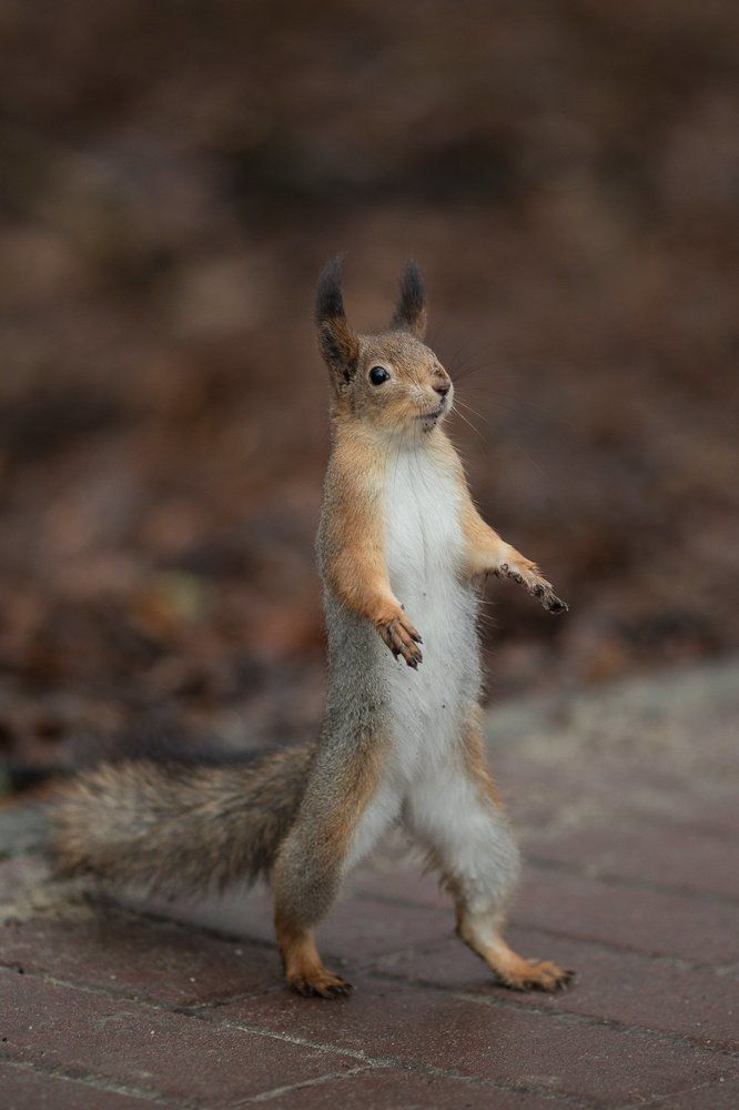 А я иду такая вся ...