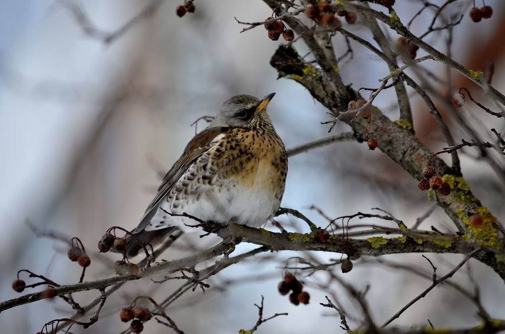 дрозд - рябинник