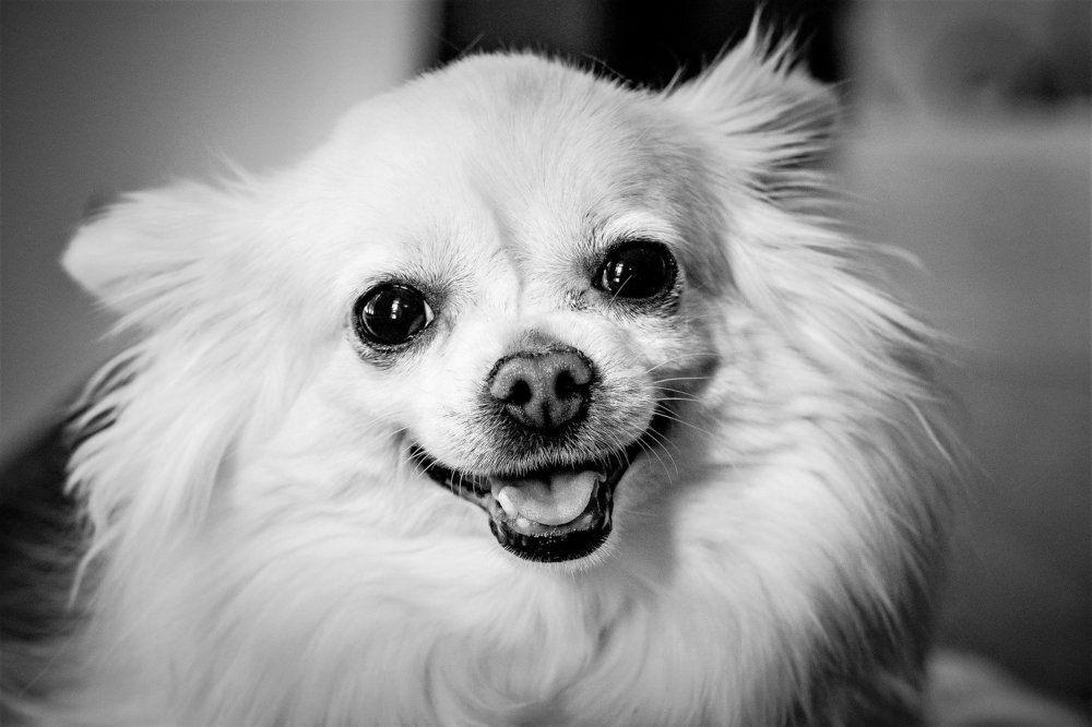 Характер домашних животных